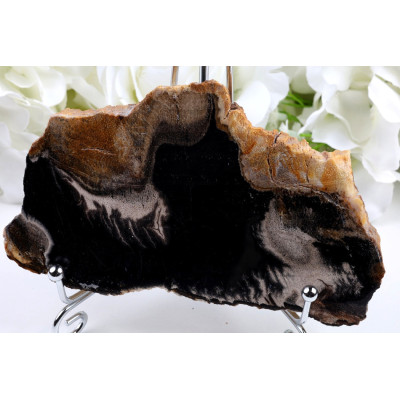 Zkamenělé dřevo 134x80 mm | Garut Indonésie