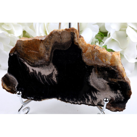 Zkamenělé dřevo 134x80 mm | Garut Indonésie