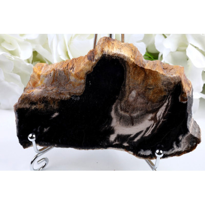 Zkamenělé dřevo 134x80 mm | Garut Indonésie