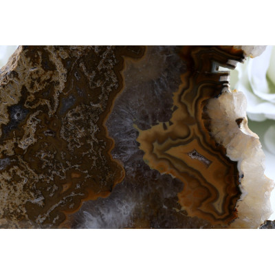 Zkamenělé dřevo plátek 201x143 mm | Levné minerály