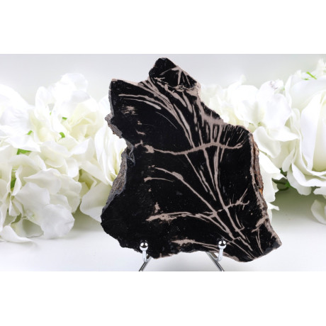 Zkamenělé dřevo plátek 154x113 mm | Levné minerály