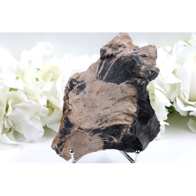 Zkamenělé dřevo plátek 154x113 mm | Levné minerály