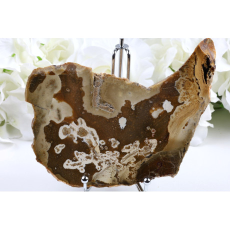 Zkamenělé dřevo plátek 139x107 mm | Levné minerály