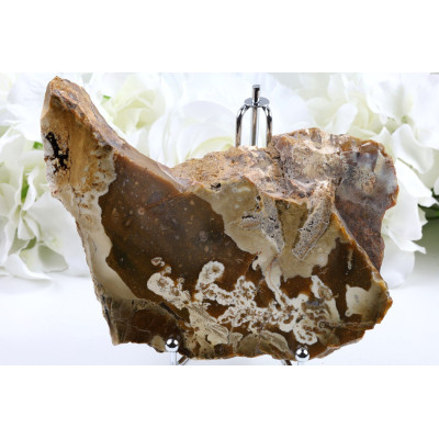 Zkamenělé dřevo plátek 139x107 mm | Levné minerály