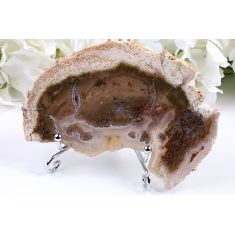 Zkamenělé dřevo plátek 144x91 mm | Levné minerály