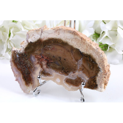 Zkamenělé dřevo plátek 144x91 mm | Levné minerály