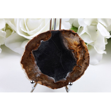 Plátky Zkamenělé dřevo 8.3x7.2 cm | Leštěné fosilie