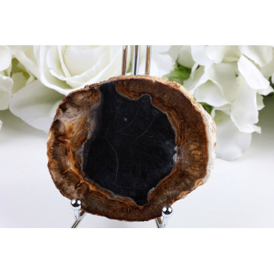 Plátky Zkamenělé dřevo 8.3x7.2 cm | Leštěné fosilie