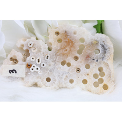 Plátek Kapesní korál č. 914 (122 mm) | Levné Minerály