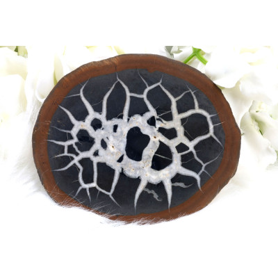 Plátek Septárie č. 1373 | Levné Minerály