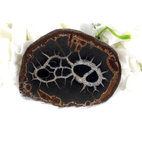 Plátek Septárie č. 1377 | Magická harmonie | Levné Minerály