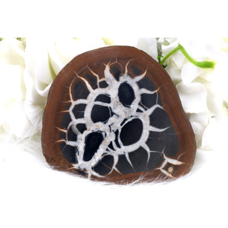 Plátek Septárie č. 1379 | Levné Minerály