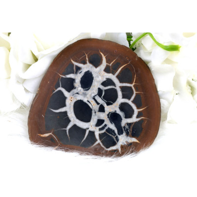 Plátek Septárie č. 1380 | Levné Minerály