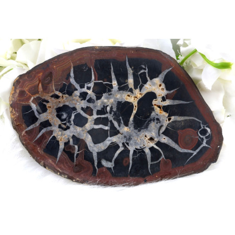 Plátek Septárie č. 1381 | Levné Minerály