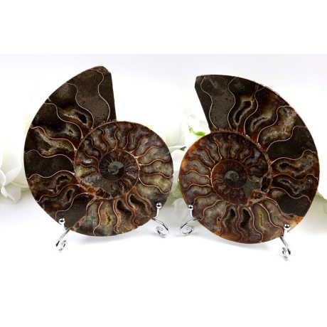 Amonit - Fosílie č. 1489 | Levné Minerály