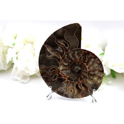 Amonit - Fosílie č. 1489 | Levné Minerály