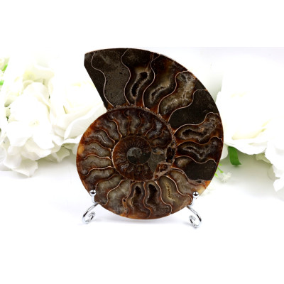 Amonit - Fosílie č. 1489 | Levné Minerály