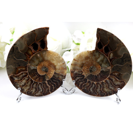 Amonit - Fosílie č.1490 | Levné Minerály