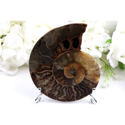 Amonit - Fosílie č.1490 | Levné Minerály