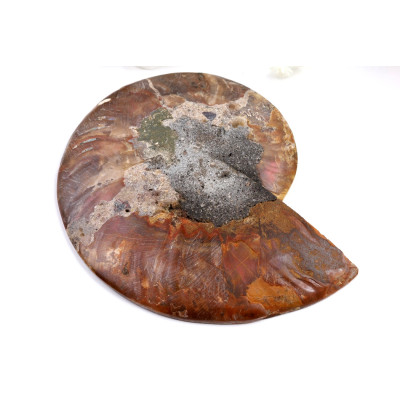 Amonit - Fosílie č.1490 | Levné Minerály