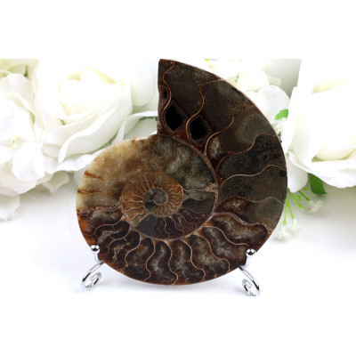 Amonit - Fosílie č.1490 | Levné Minerály