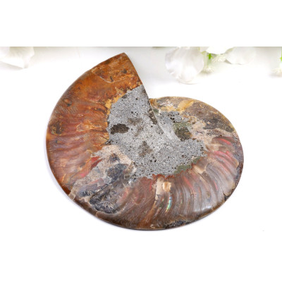 Amonit - Fosílie č.1490 | Levné Minerály