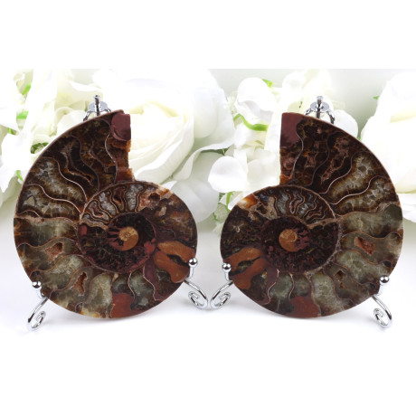 Amonit - Fosílie č. 1491 | Levné Minerály