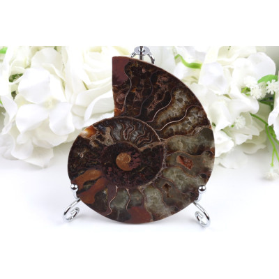 Amonit - Fosílie č. 1491 | Levné Minerály