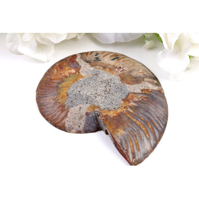 Amonit - Fosílie č. 1491 | Levné Minerály