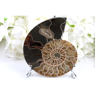 Amonit - Fosílie č. 1492 | Levné Minerály