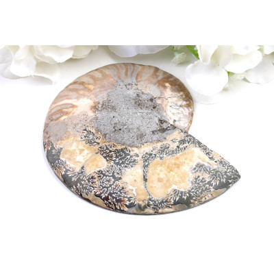 Amonit - Fosílie č. 1492 | Levné Minerály