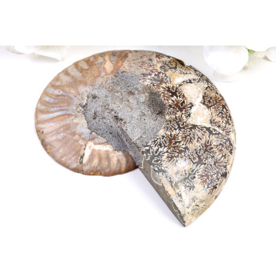 Amonit - Fosílie č. 1492 | Levné Minerály