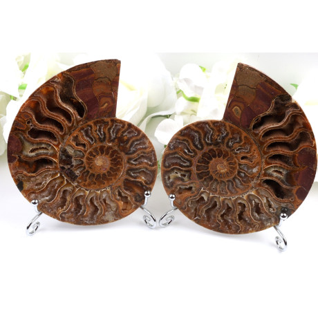 Amonit - Fosílie č. 1493 | Levné Minerály