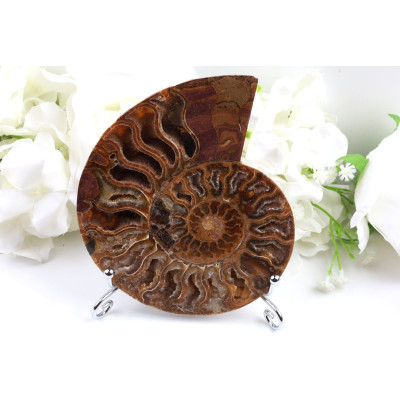 Amonit - Fosílie č. 1493 | Levné Minerály