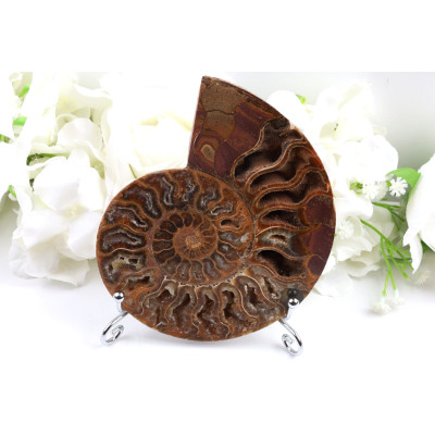 Amonit - Fosílie č. 1493 | Levné Minerály