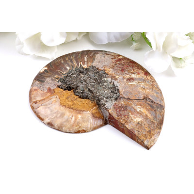 Amonit - Fosílie č. 1493 | Levné Minerály