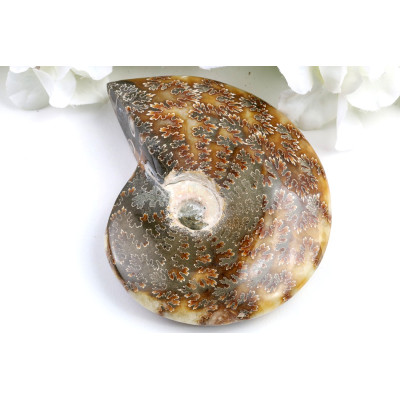 Amonit v celku č.1650 | Levné Minerály