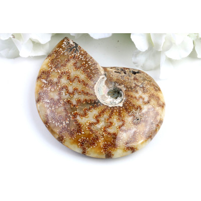 Amonit v celku č.1650 | Levné Minerály