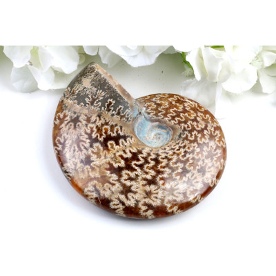 Amonit v celku č.1651 | Levné Minerály