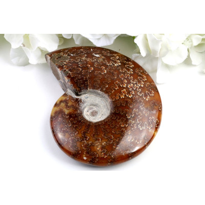 Amonit v celku č.1652 | Levné Minerály