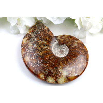 Amonit v celku č.1652 | Levné Minerály